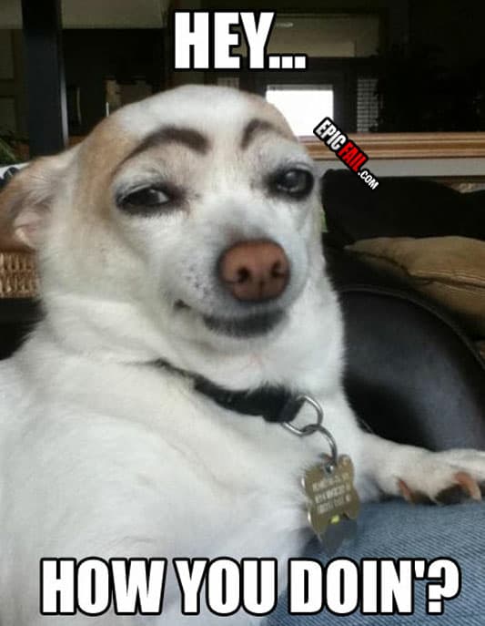Scene: dog Owner Fail