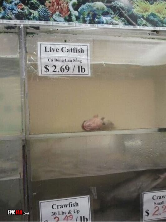 Scene: live Catfish Fail