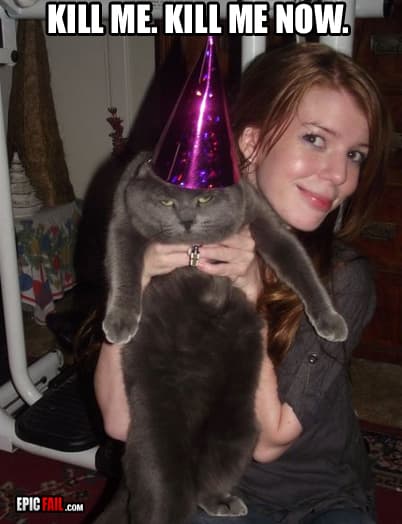 Moment: amused Cat Fail