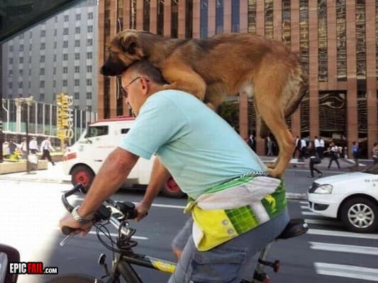 Watch: safety Fail / Dog Win