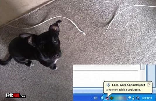 Watch: net Connectivity Fail / Troll Dog Win
