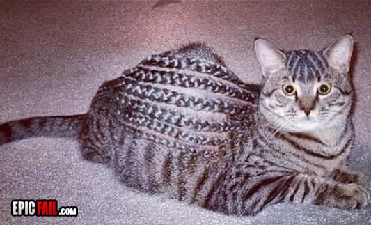 Scene: cat Grooming Fail