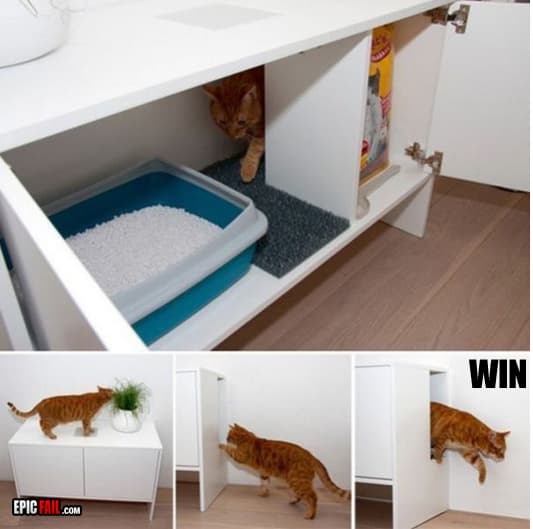 Watch: cat Litter Box Win