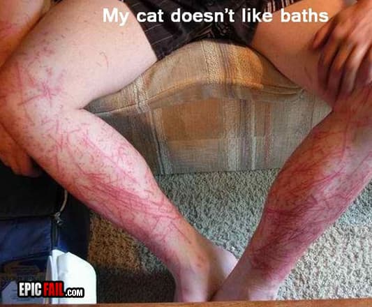 Watch: cat Owner Fail