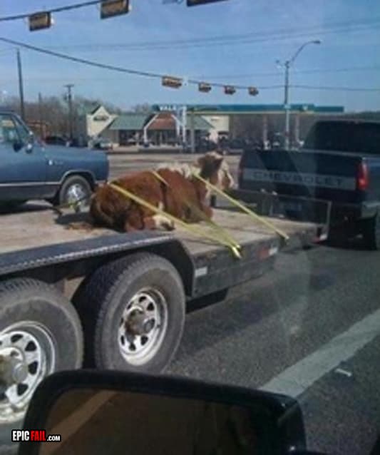 Watch: cow Transportation Fail