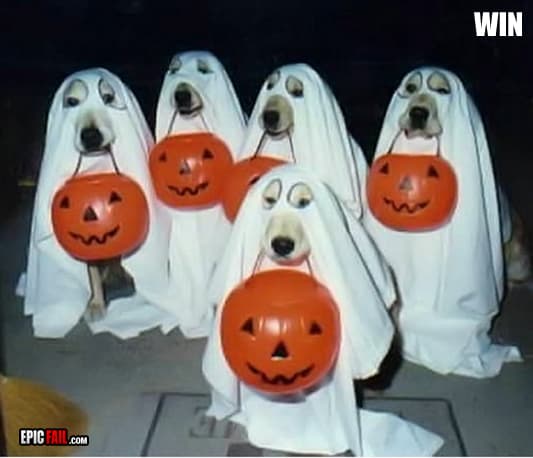 Scene: dog Trick Or Treat Win