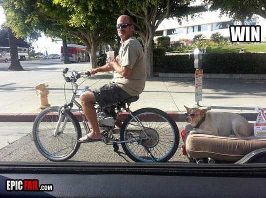 Clip: dog Transportation Win