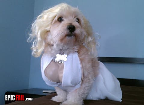 Caught on camera: dog Owner Fail