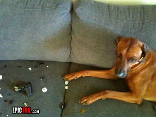 Scene: dog Fail