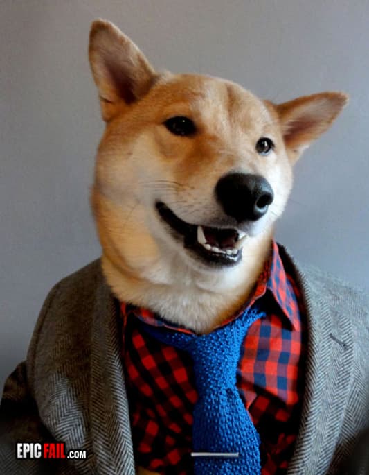 Moment: stylish Dog Win