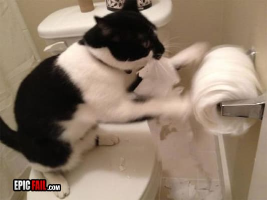 Moment: toilet Paper Fail / Troll Cat Win