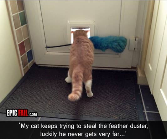 Scene: cat Fail