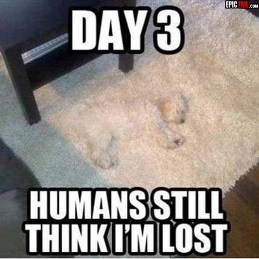 Caught on camera: dog Win
