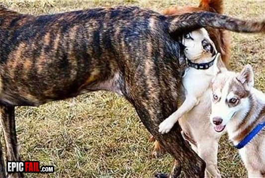 Caught on camera: dog Fail / Photobomb Win