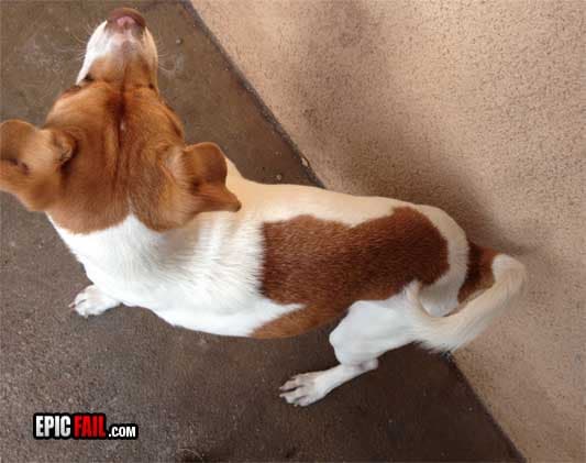 Scene: dog Spot Fail