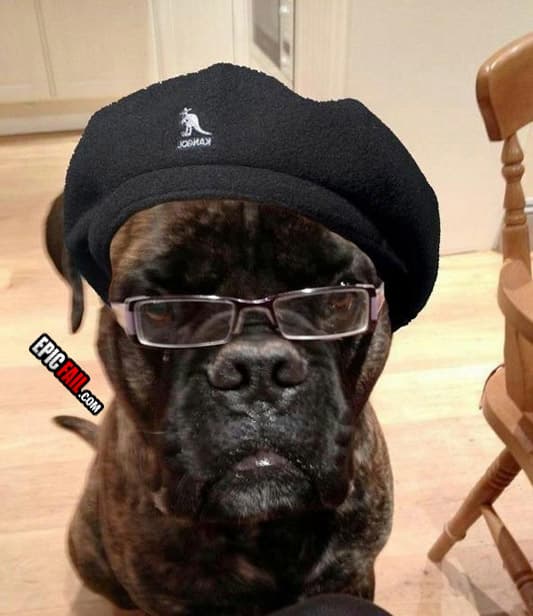 Watch: samuel L. Jackson Dog Win