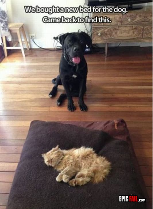 Moment: dog Fail / Troll Cat Win