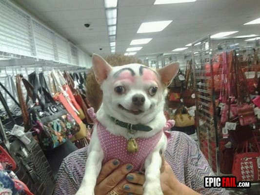 Moment: dog Grooming Fail / Humor Win