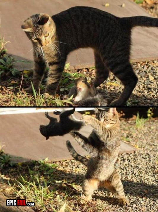 Clip: squirrel Fail / Cat Win