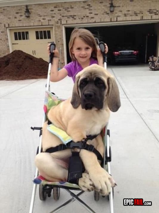 Caught on camera: walking The Dog Fail