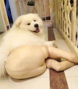 Clip: sexy Dogs FAIL