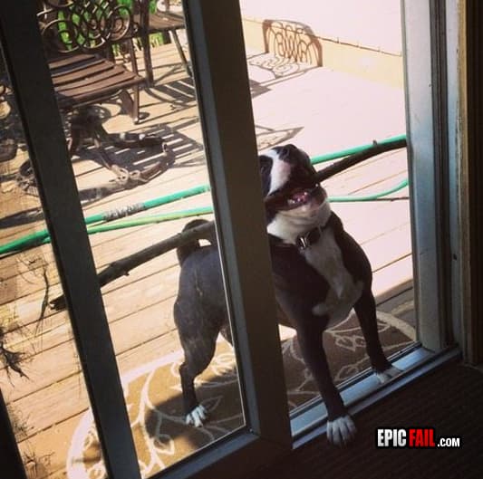 Watch: dog Fail