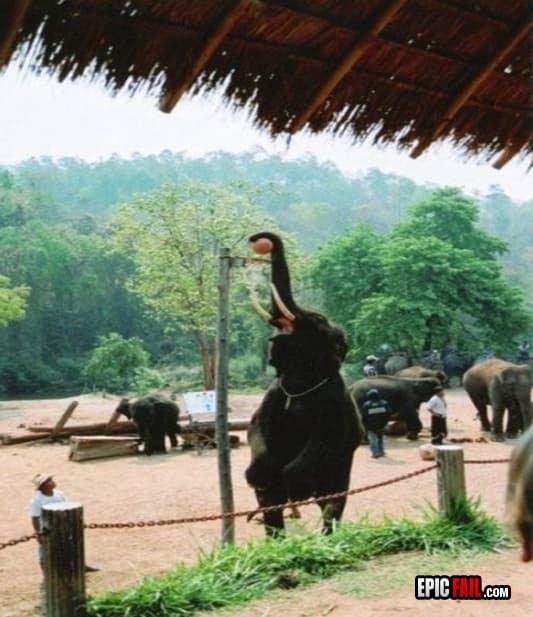 Watch: elephant Win