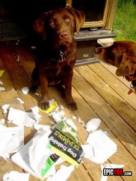 Caught on camera: dog Training FAIL