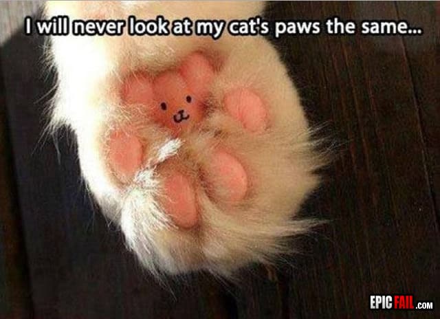 Caught on camera: cats Paw WIN