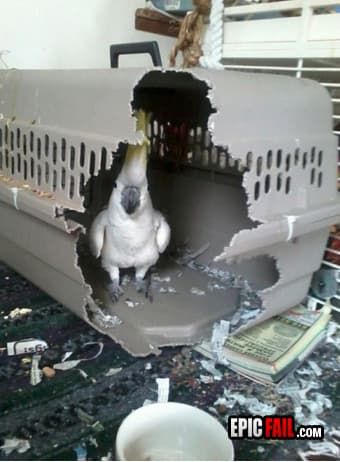 Scene: cage FAIL / Parrot WIN