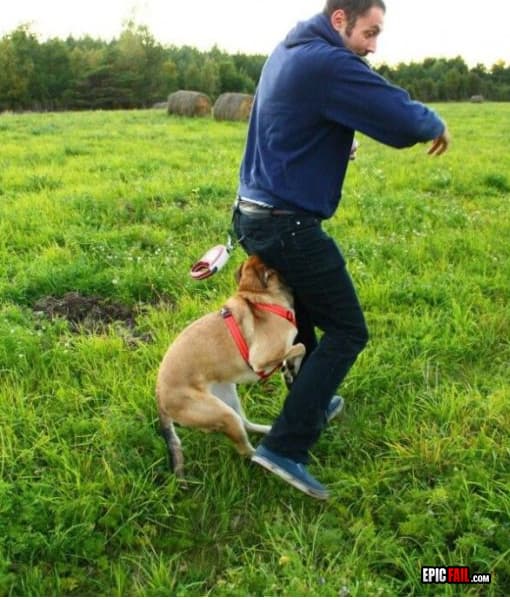 Moment: dog Walk FAIL