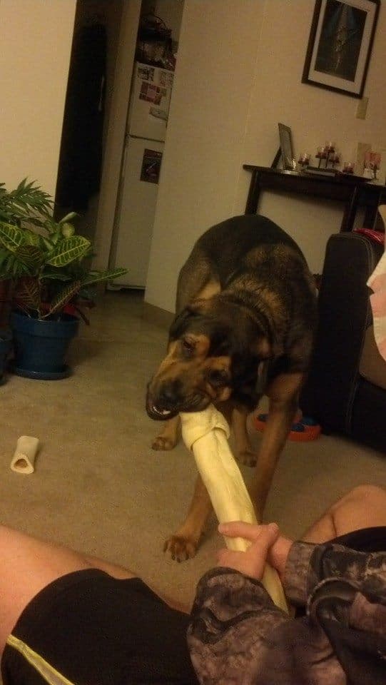 Scene: dog Bone FAIL