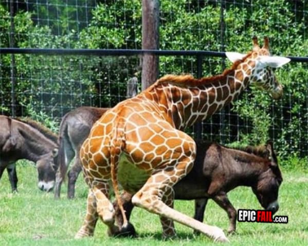 Moment: classic β Mating FAIL