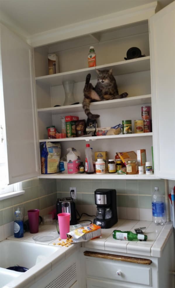 Caught My Cat In The Act This Morning — fail moment