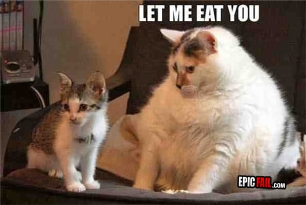 Moment: in Shape FAIL / Lazy Cat WIN