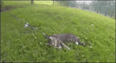 “You Can Walk a Cat” — fail moment