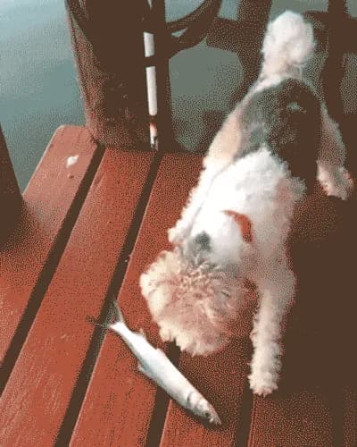 Scaredy Dog β fail moment