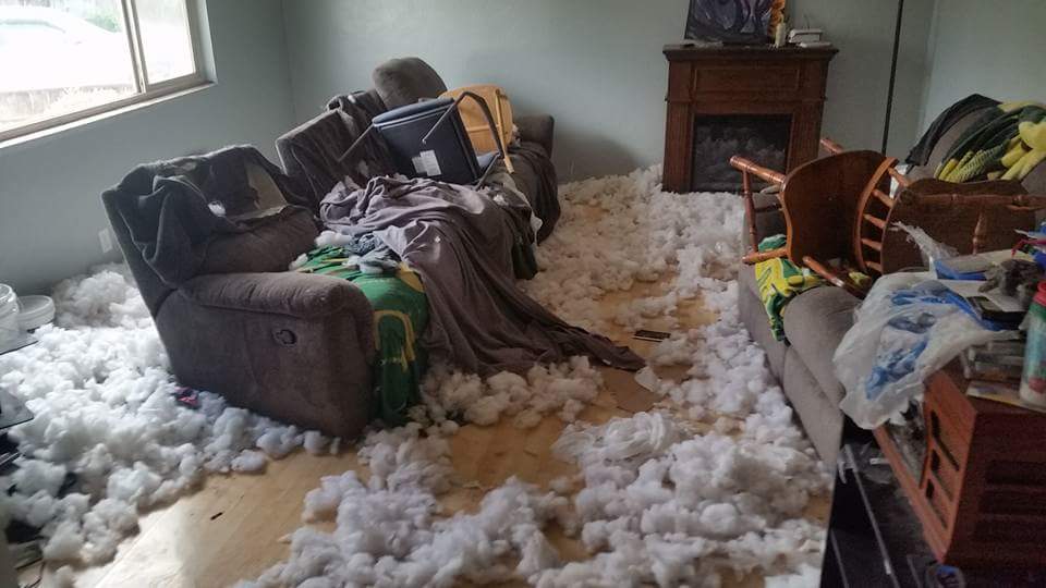 19 Minutes. That's how long the dog was left for — fail moment