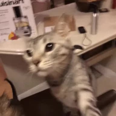 CLASSIC: How to Deactivate a Cat — fail moment