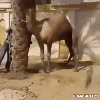 Don't mess with the camel, you'll get the teeth — fail moment